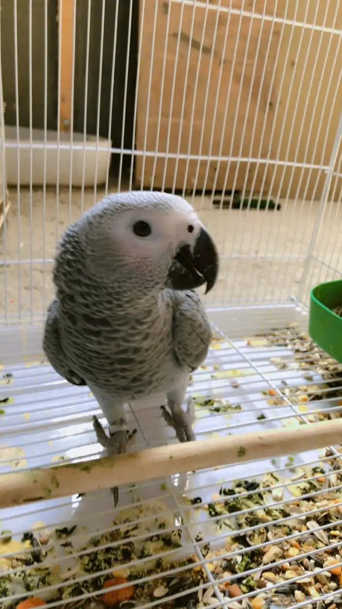 فرخ كاسيكو 5