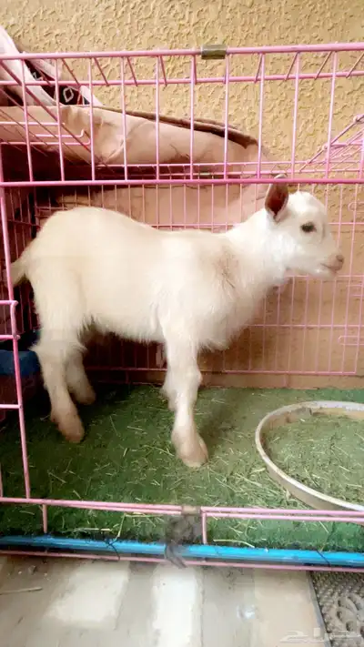 تيس قزمي بيور تشيكي index