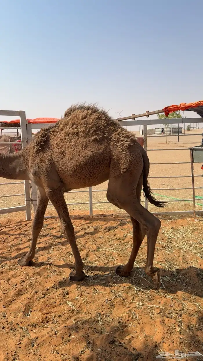 قعدان شعل العدد 2 0