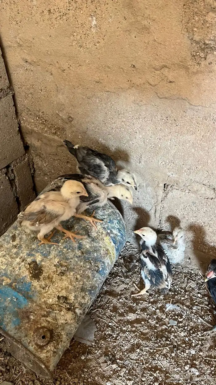 فروخ دجاج باكستاني العدد 10 1