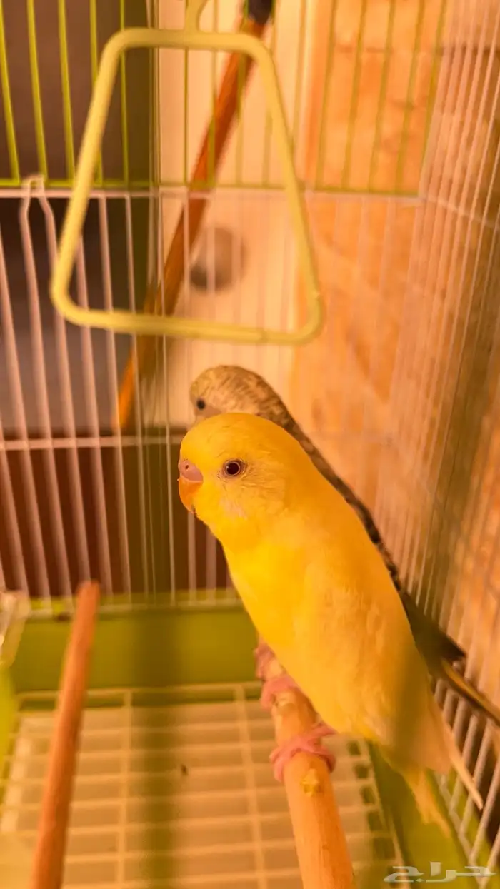 عصافير الحب نضيفه معى القفص الاكل 0