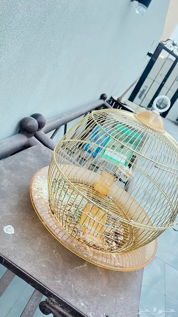 اشبوك طيور 1