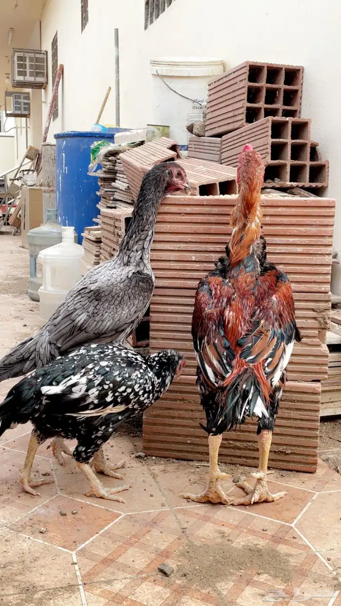 دجاج باكستاني او ياباني 0