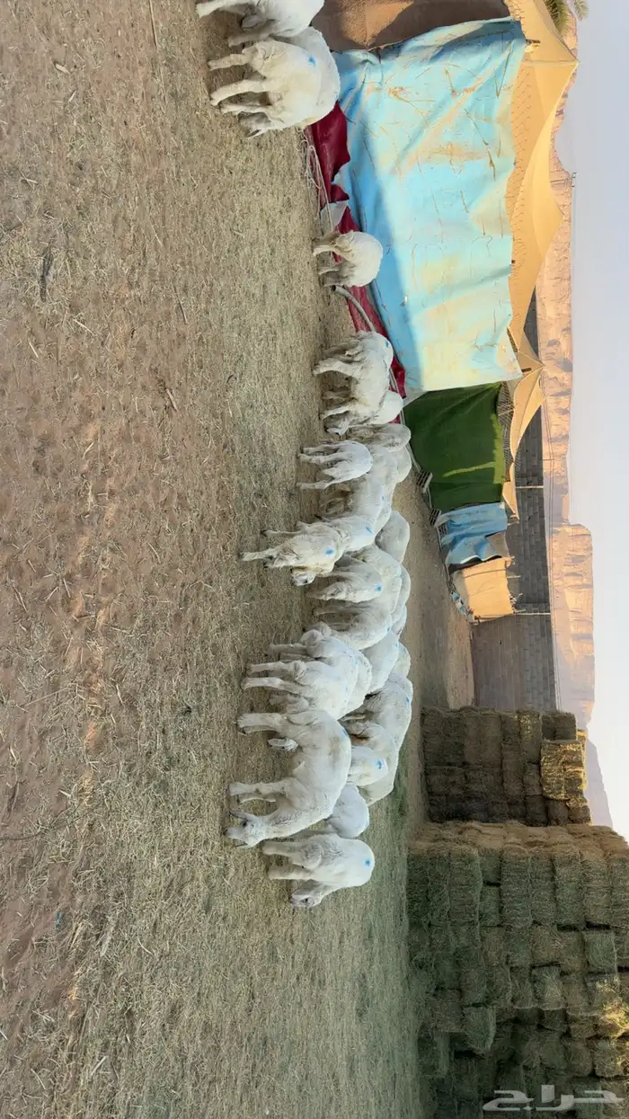 بهم تربيه نظيف 3