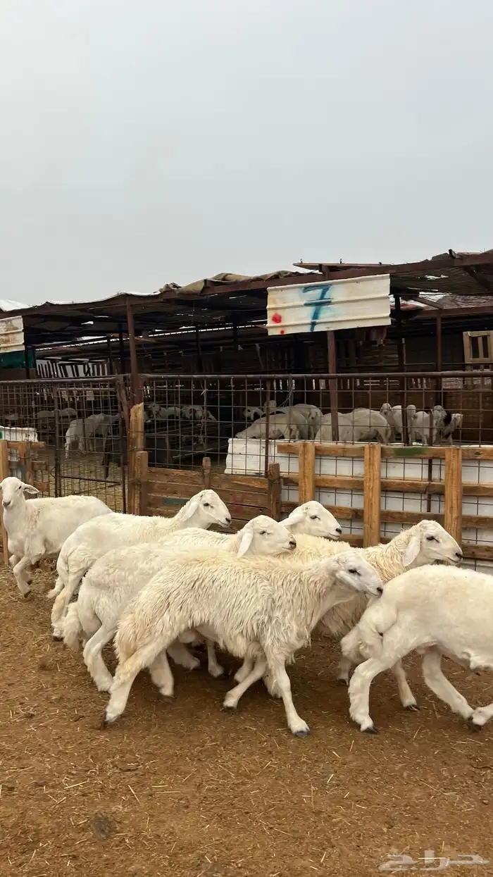 طليان حري جادعان نظاف شرط جبره 2