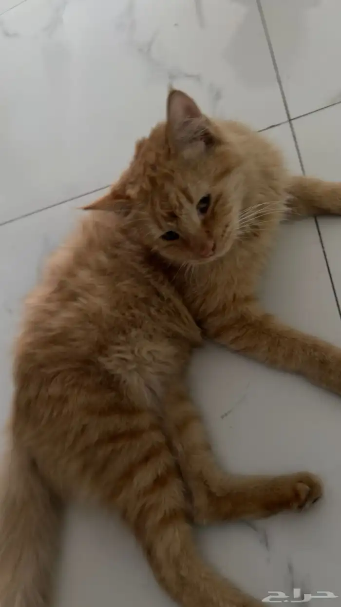 قط برتقالي تابي أليف كيوت جميل يغضب عند إزعاجه فقط ولا يحقد 0