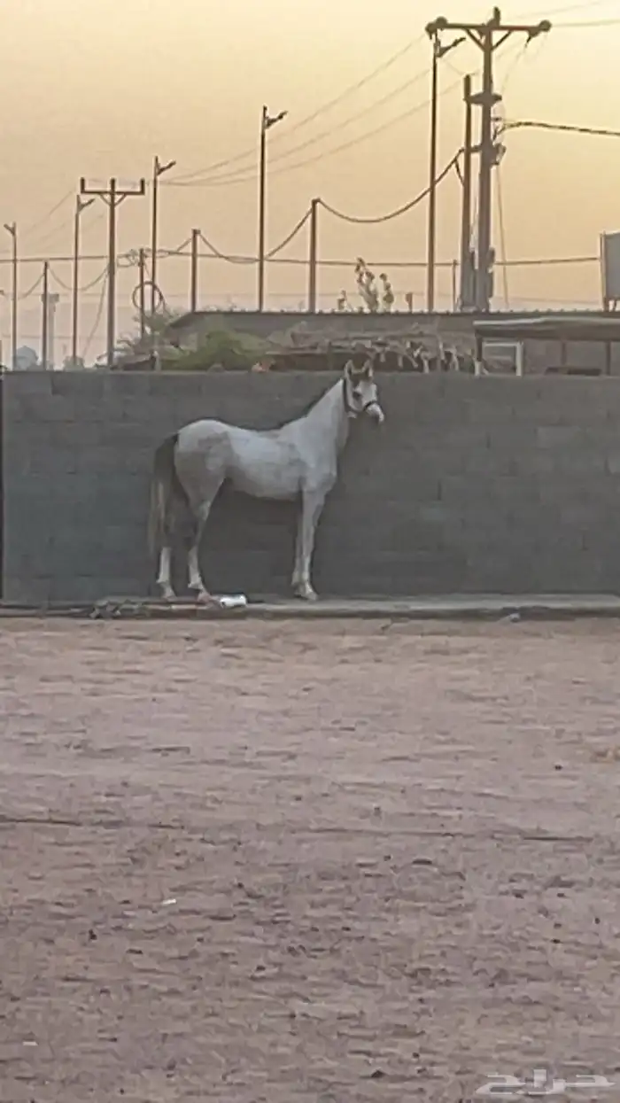 حصان عربي ورق 3