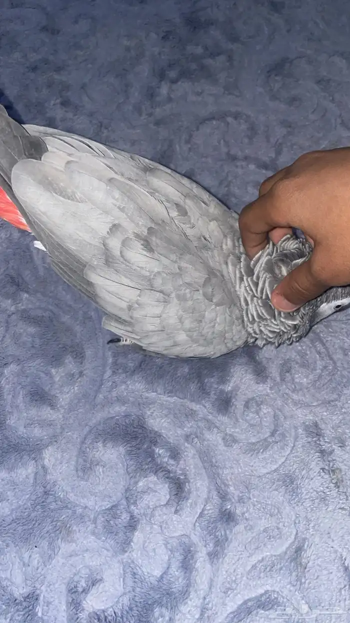 كاسكو متكلم و اليف 2