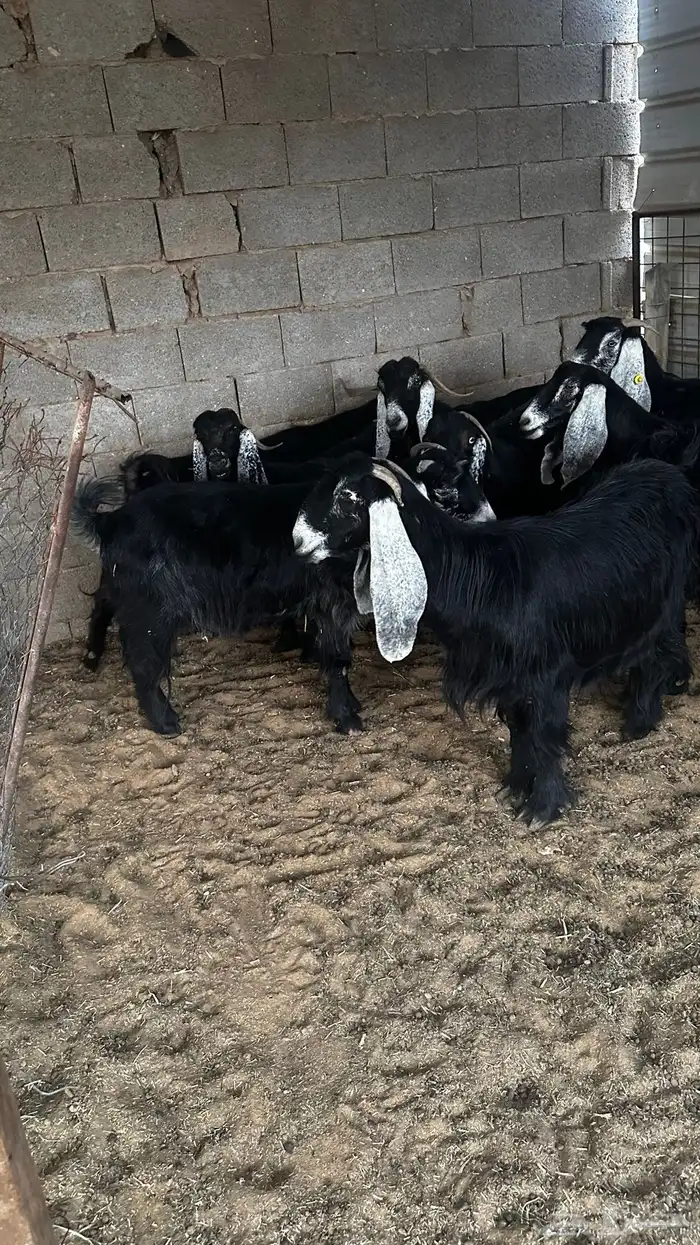 معزاء عوارض ضريع 0