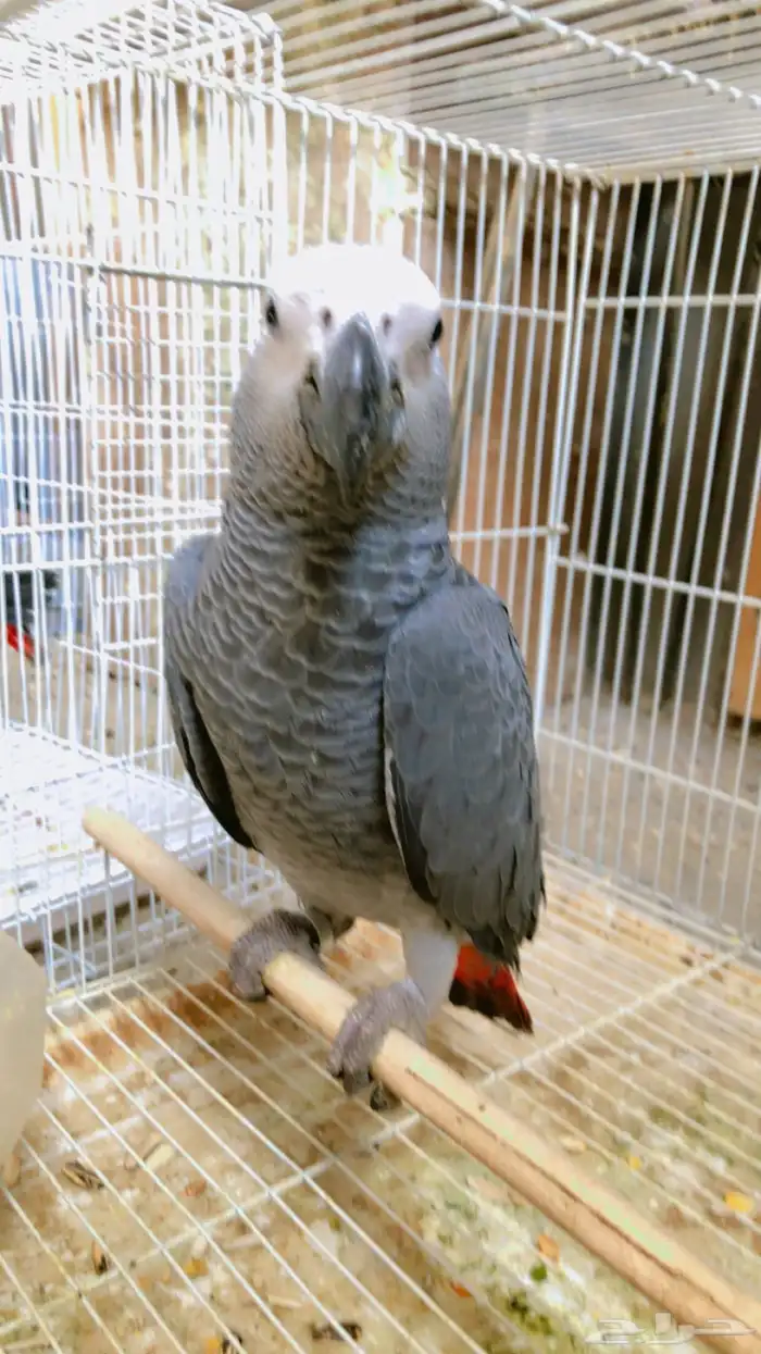 فرخ كاسيكو 0