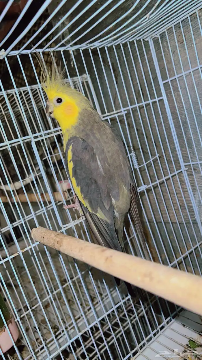 طيور للبيع 12