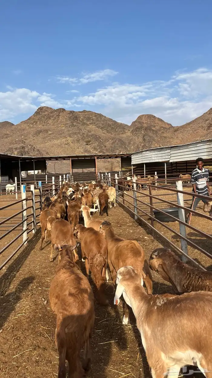 طليان سواكن جادعان حمري مرابى 10