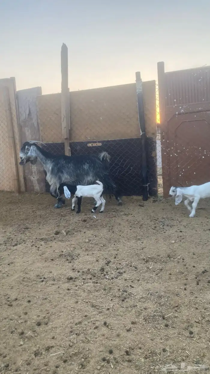 للبيع عنز صنف ديد سليم سنها تامه شبب تحته جفرتين 2