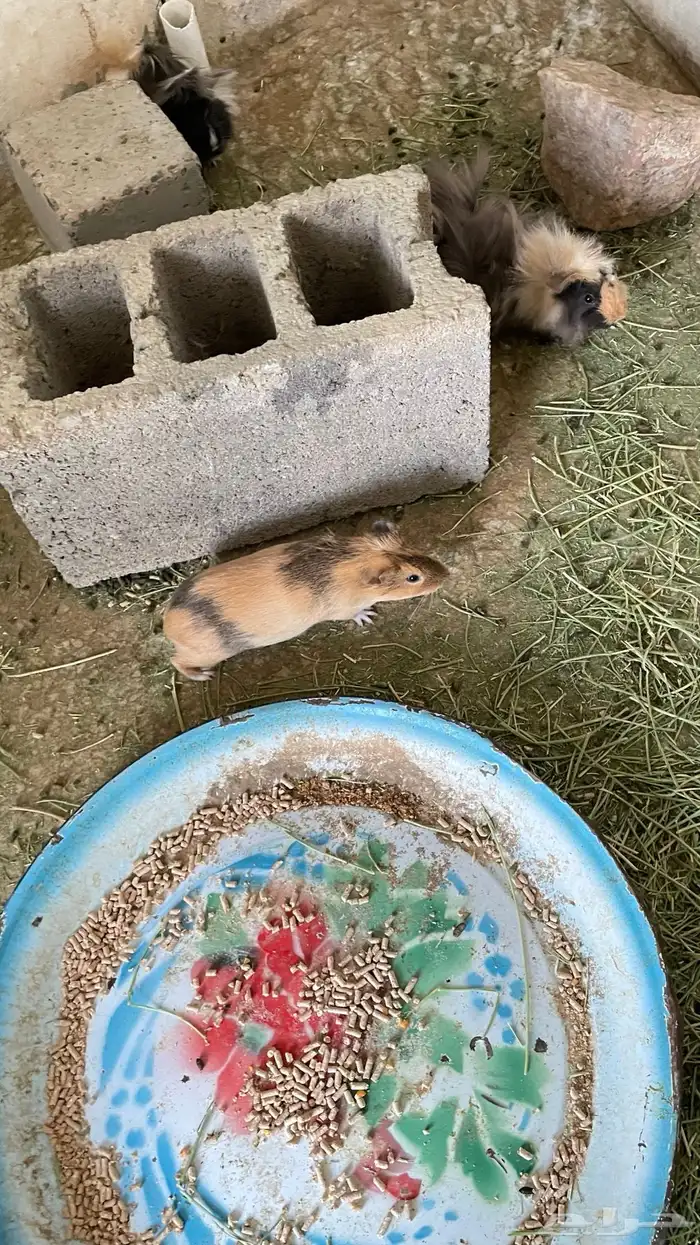 وبران بلدي و أمريكي 15