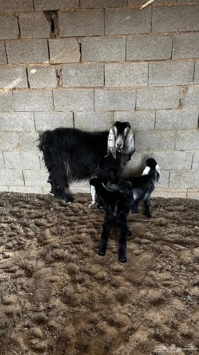 معزاء متاومه 5