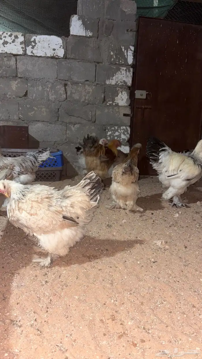 بيض مخصب براهما 7