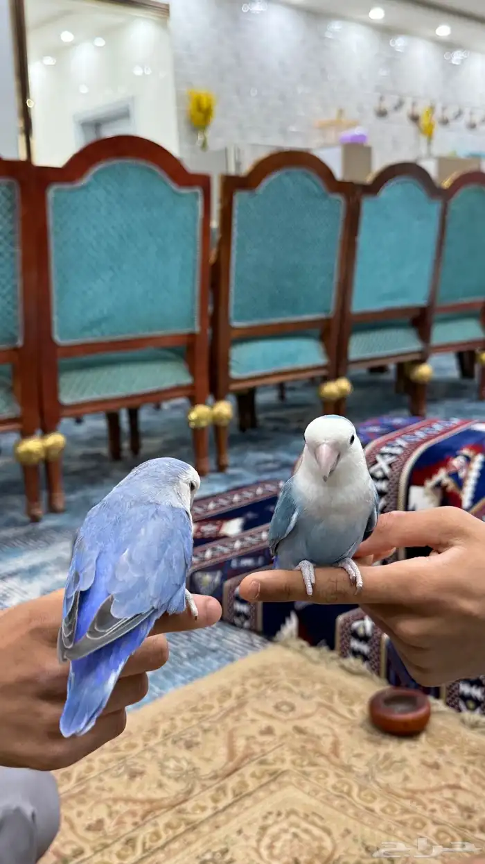 زوج روز منتج والليف 6