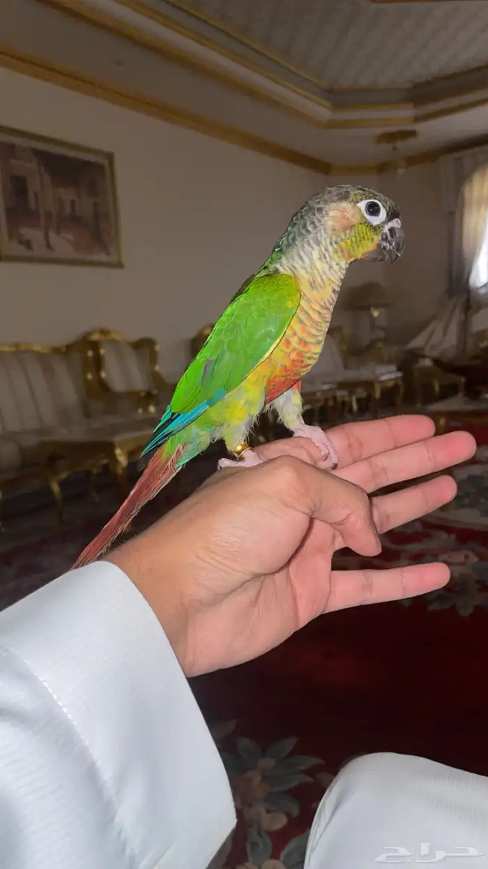 كنيور يلو سايد ((تم البيع )) فاخر من الاخر 5