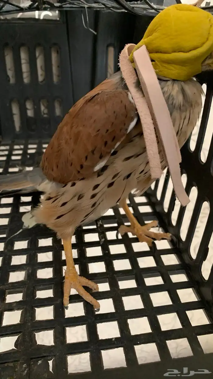 با ش ق للبيع 2