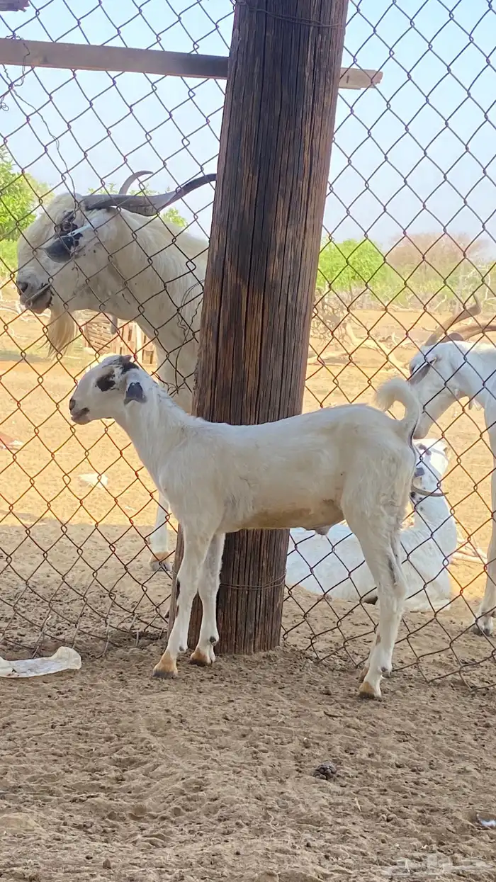 اثنين تيوس مشاريع 15