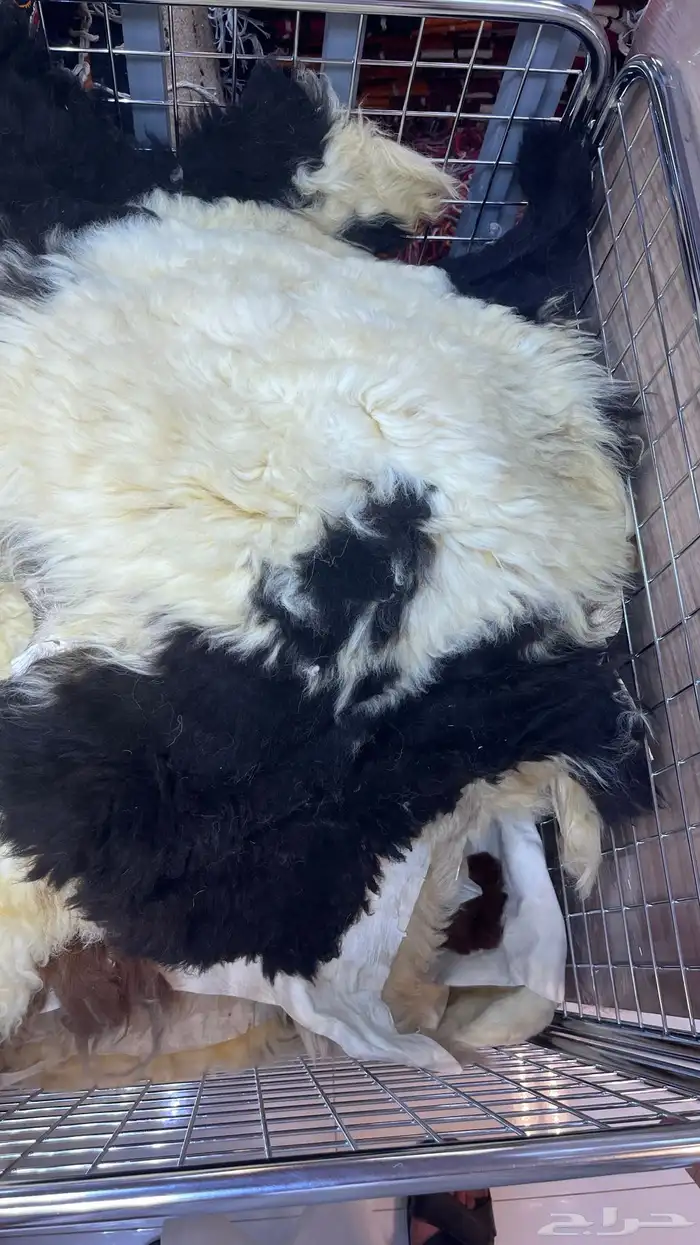 جاعد وفرو طبيعي وصناعي 3