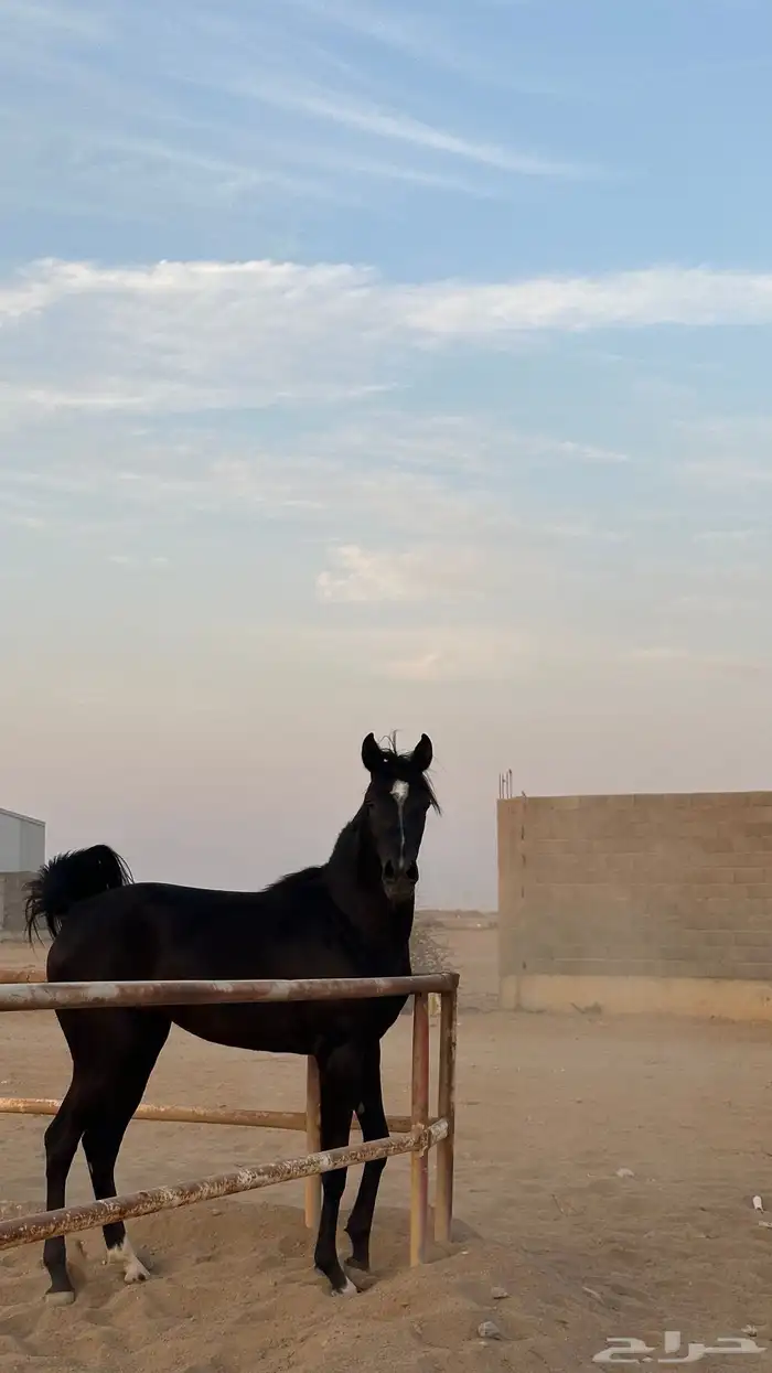 مهرة عربية 2