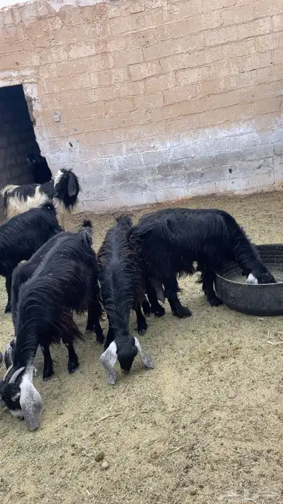 معزاء للبيع index