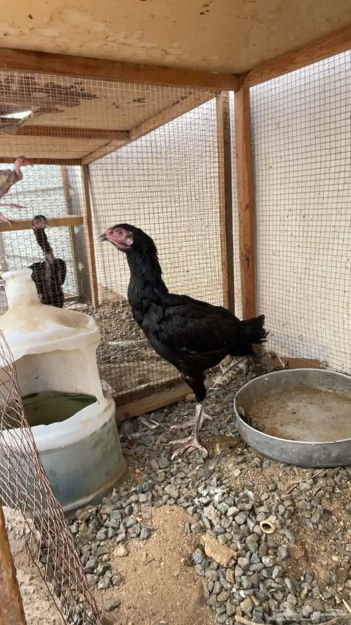 دجاج باكستاني او ياباني 2