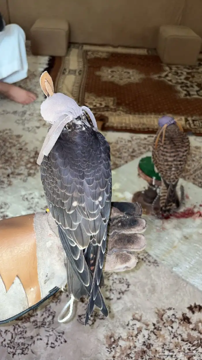 بكة حجم حلو 4