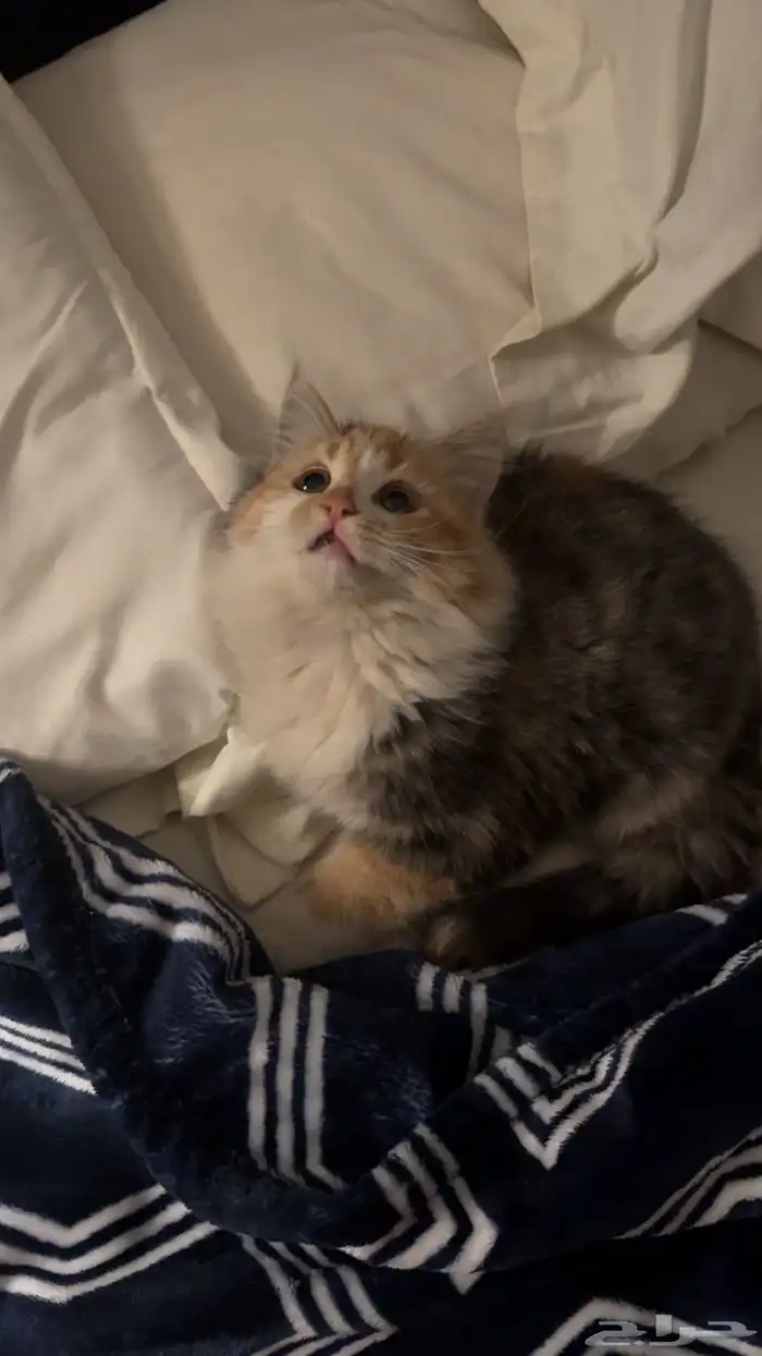 قطو للتبني 0