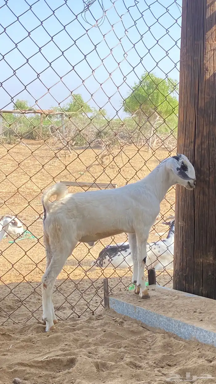 اثنين تيوس مشاريع 14