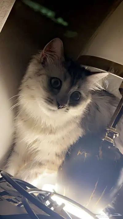 قطط تبني اعمارهم سنه ونص index