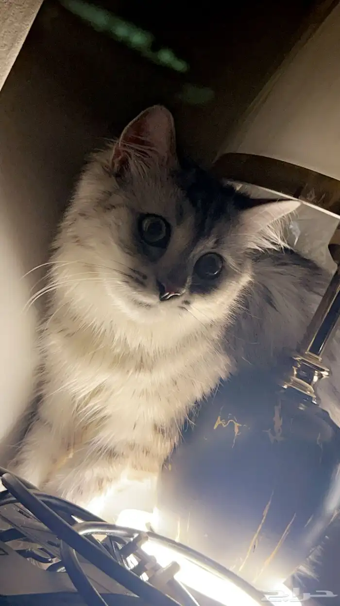 قطط تبني اعمارهم سنه ونص 2