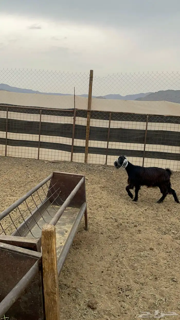 جفار ذبايح طيبه بالحيل(تم البيع) 5