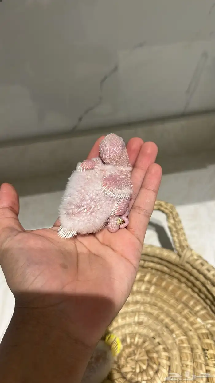 فرخين كويكر ( تم البيع) 1