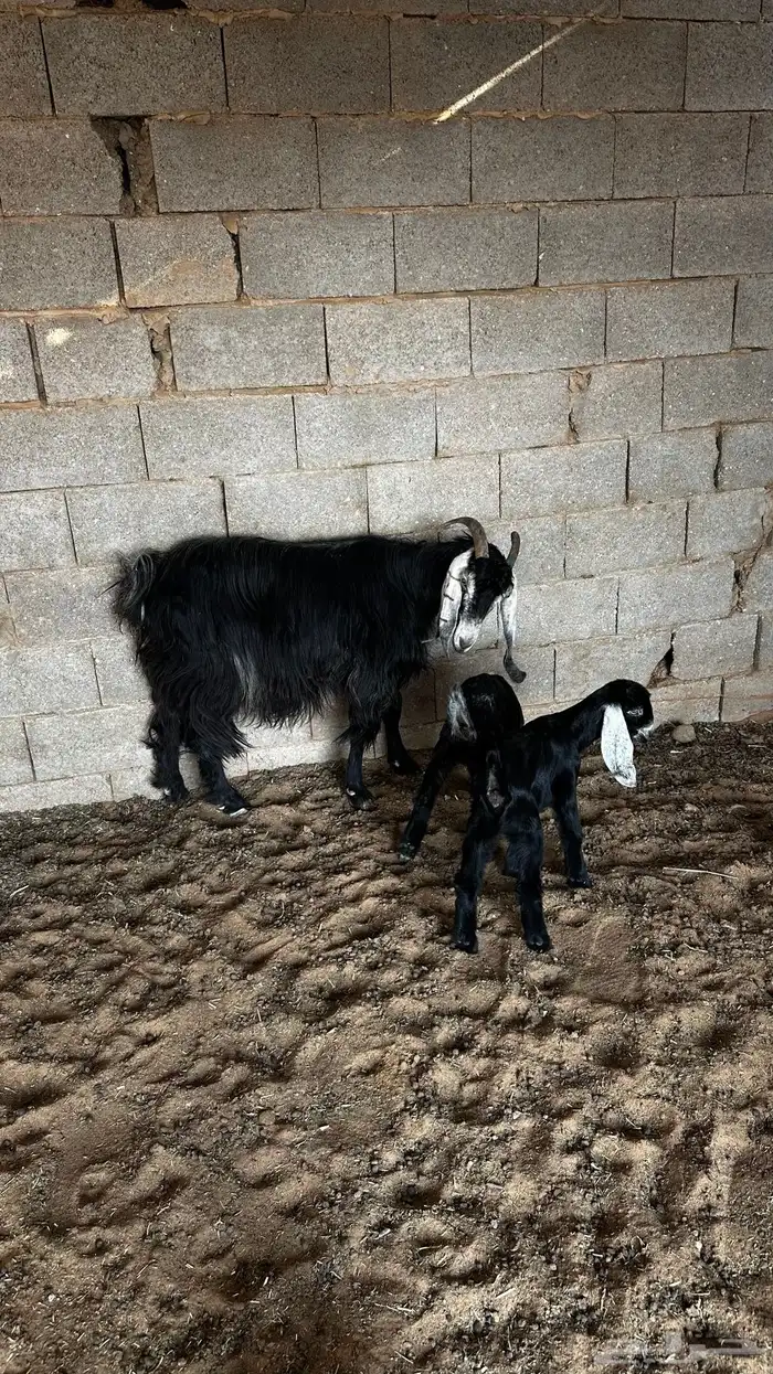 معزاء متاومه 6