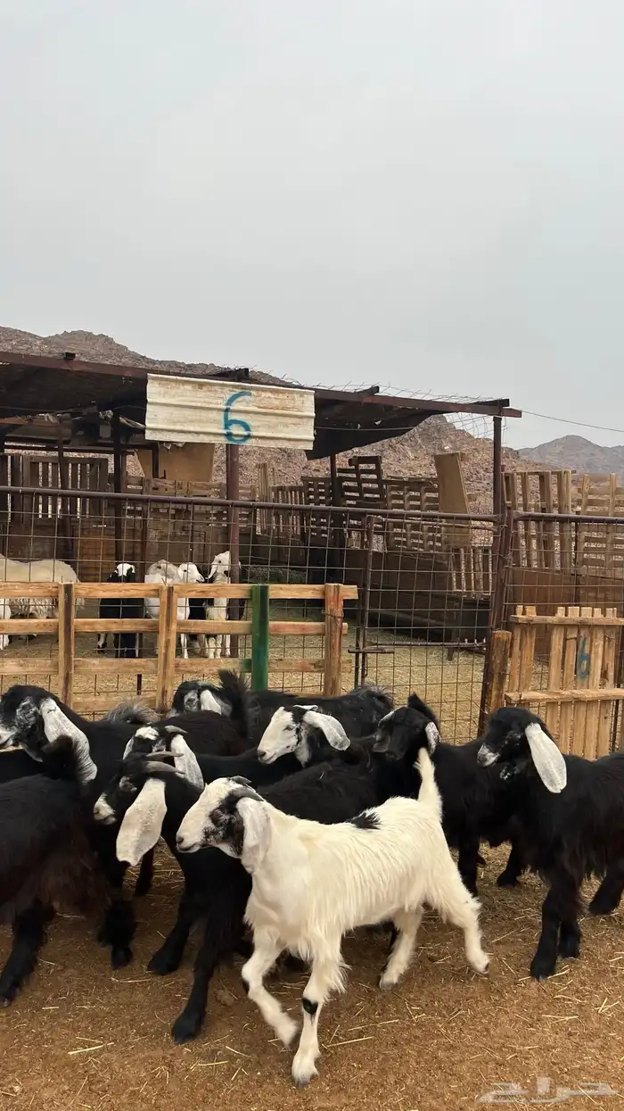 تيوس مخاصي جدعان نظاف شرط ذبائح 1