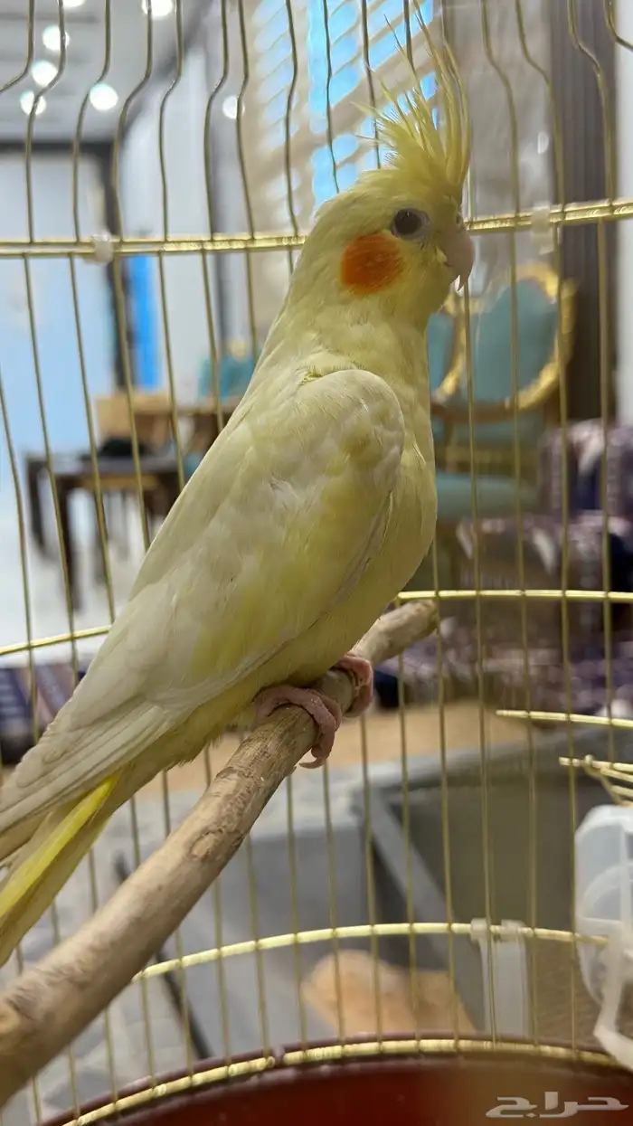 انثى كروان لاتينو عيون حمر اليفه 9