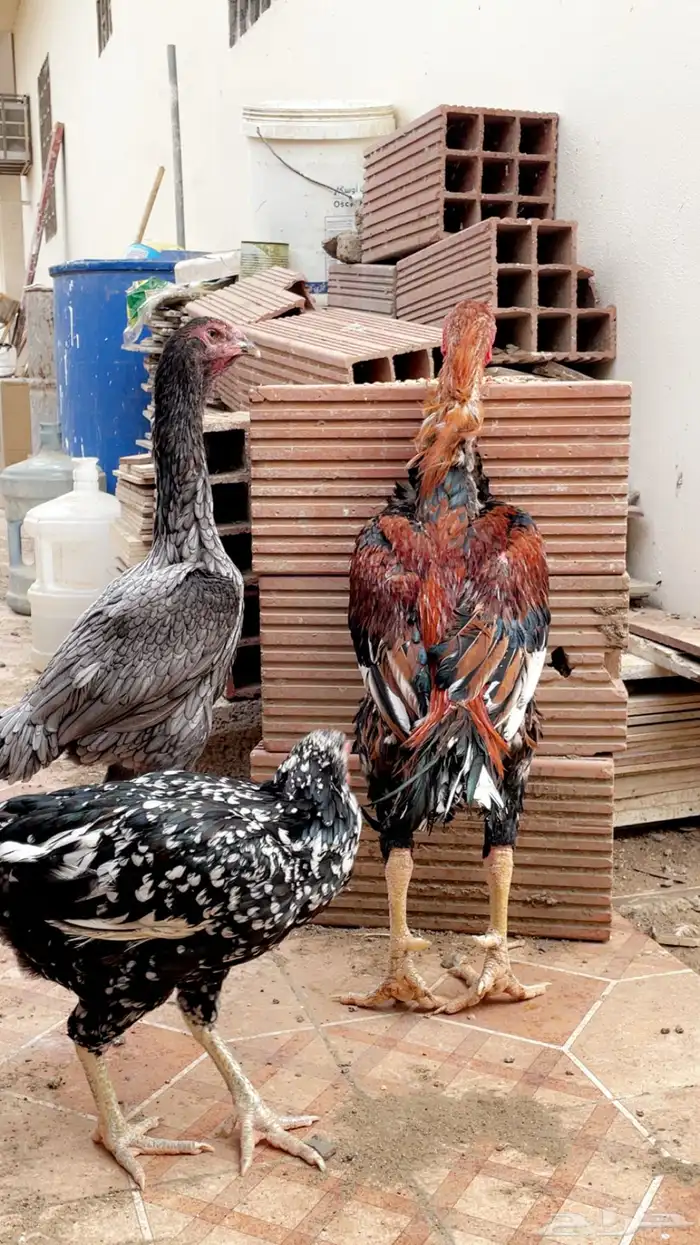 دجاج باكستاني او ياباني 1