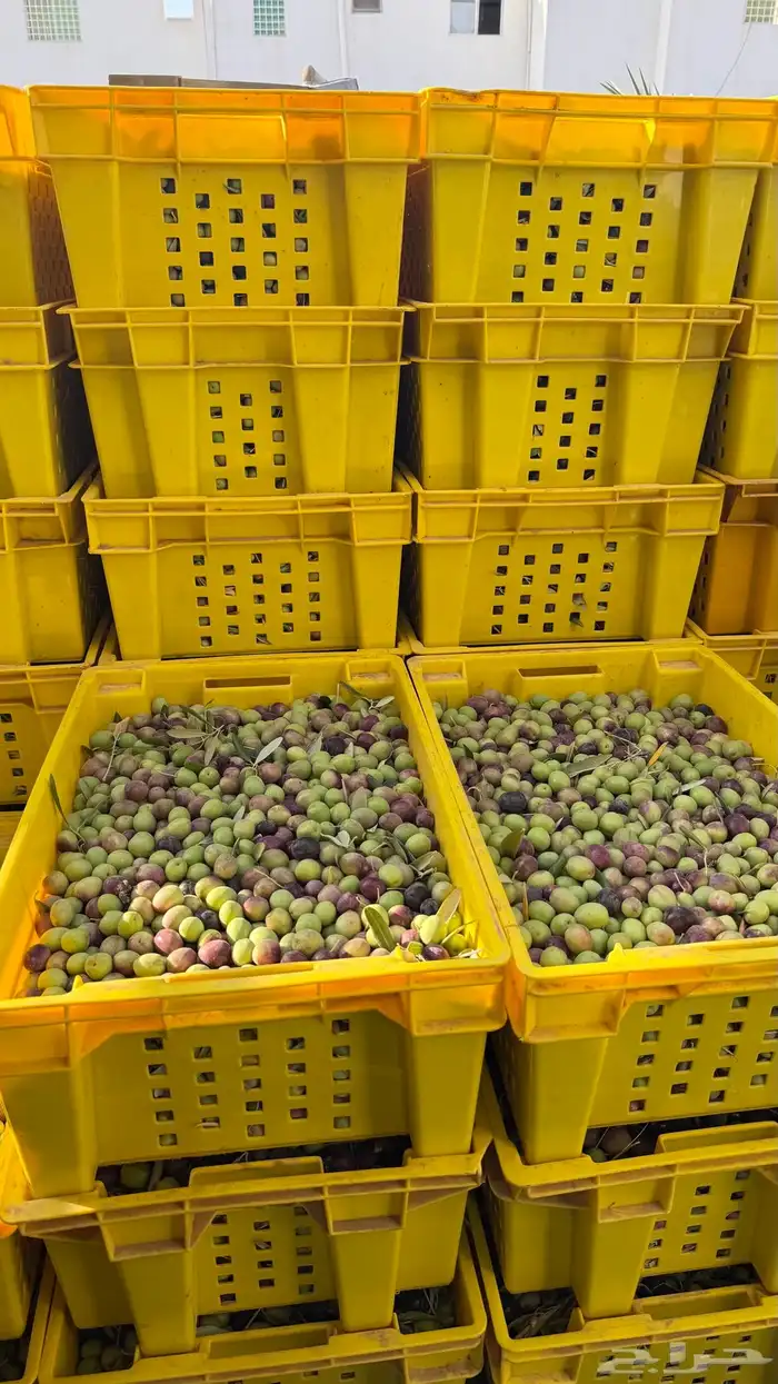 زيت زيتون الجوف مزارع باير.لون  وطعم   وجوده .الكميه محدوده 5