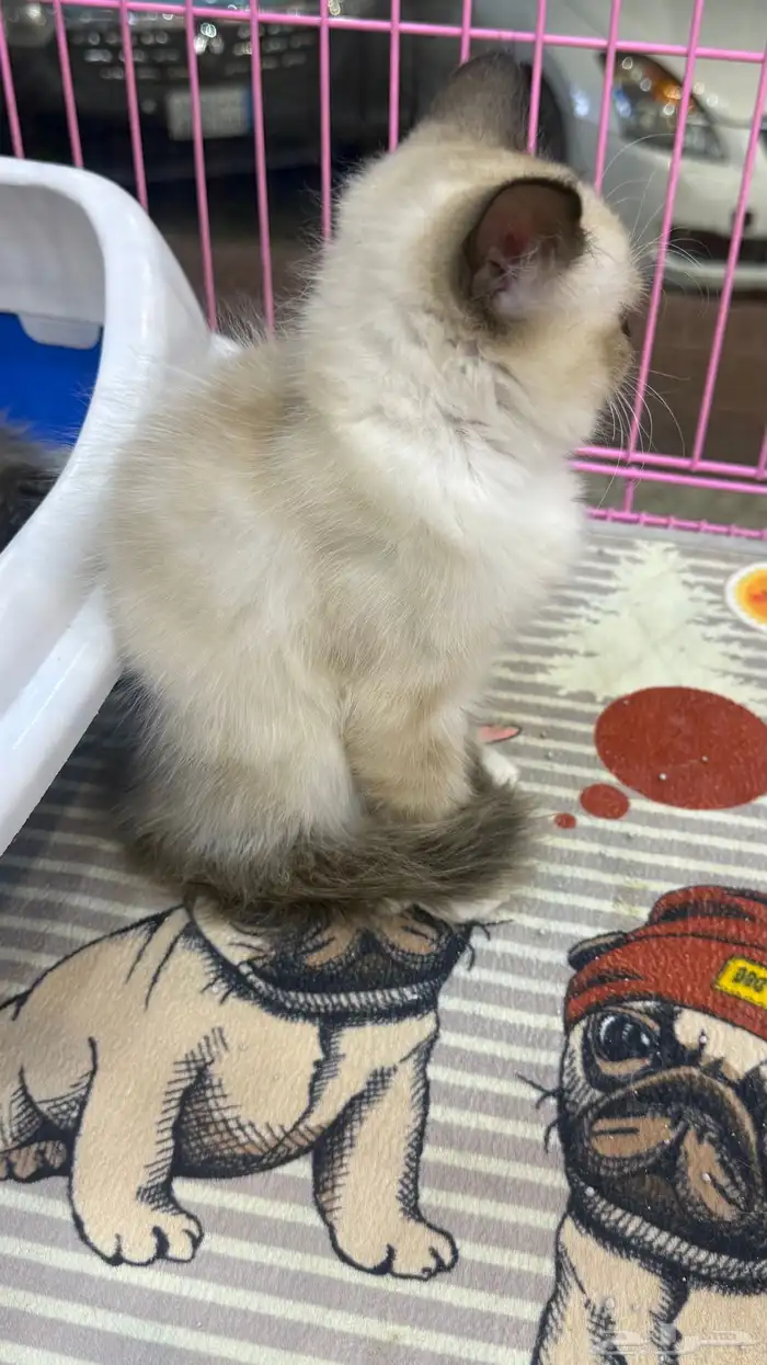 قطط انثى للبيع 0