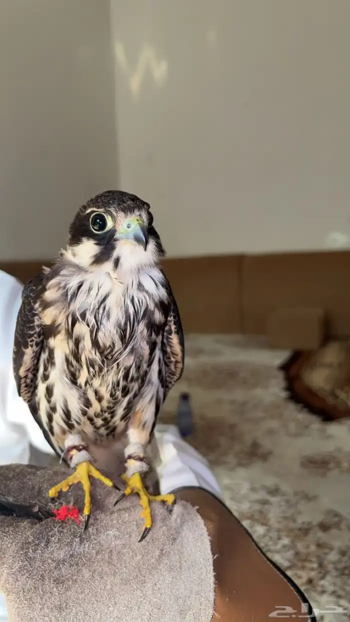 بكة حجم حلو 2