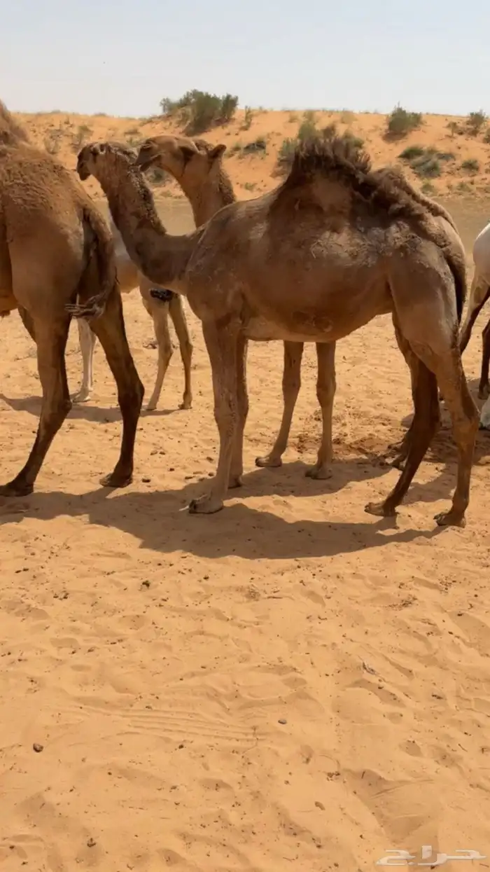 للبيع قعود اشعل على غرنوق منتج 4