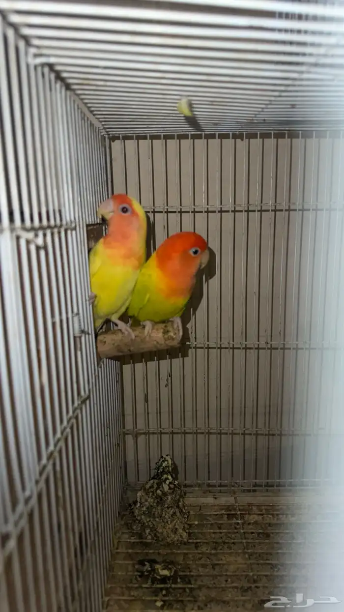 للبيع طير روز 3