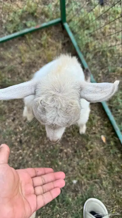 ماعز قزم index