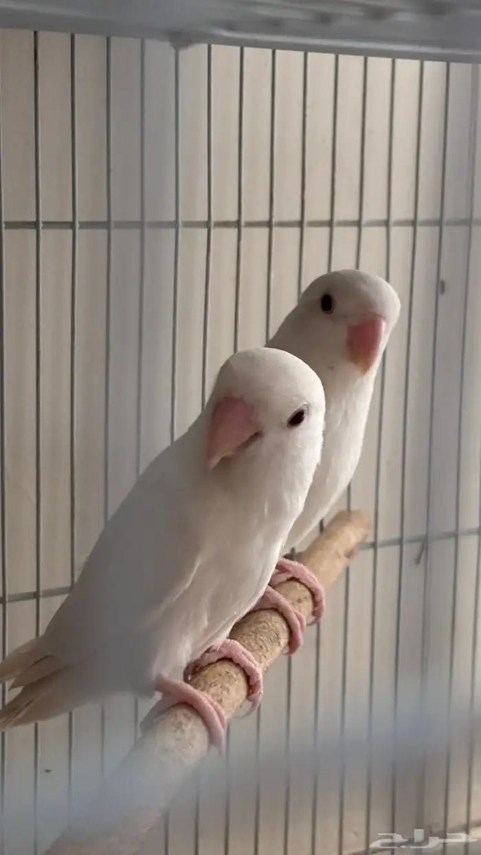 جوز روز البينو عيون حمر جامبو 0