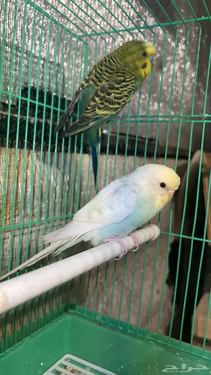 طيور للبيع 2