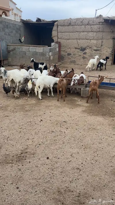 15 تيس فيها 5 عنقان 0