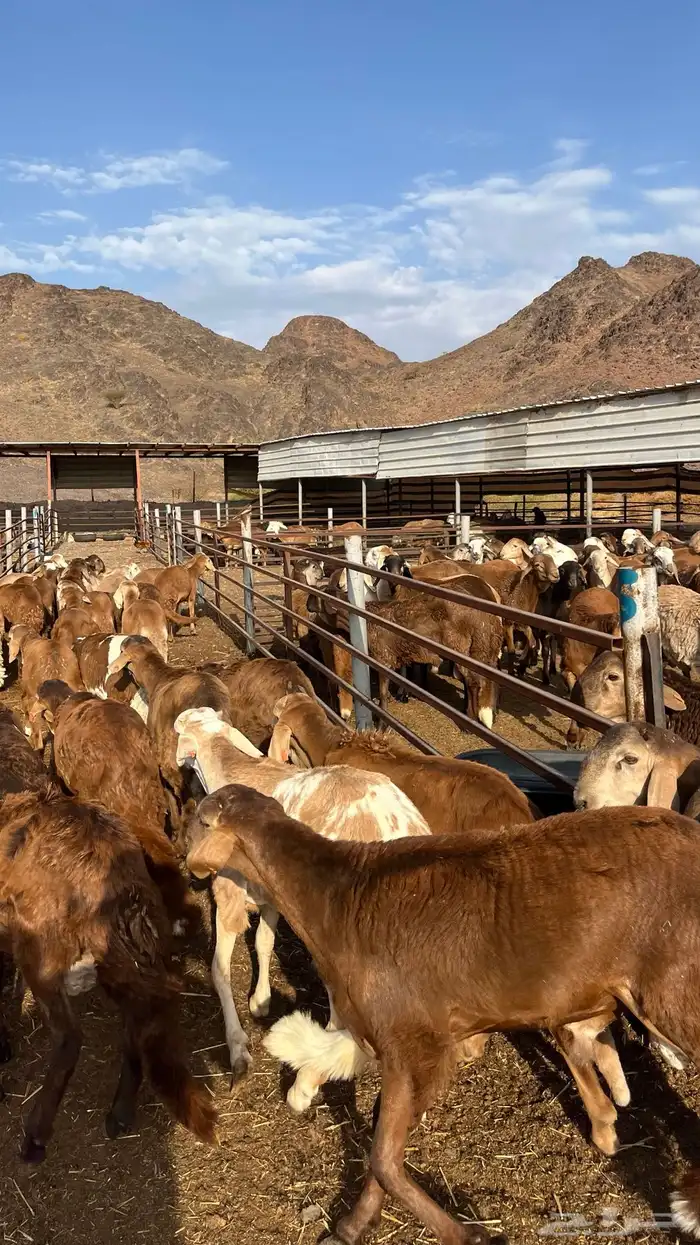 طليان سواكن جادعان حمري مرابى 17