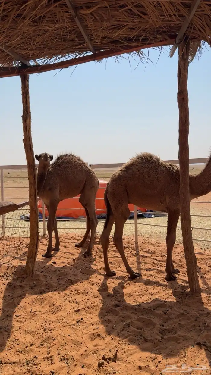 قعدان شعل العدد 2 2